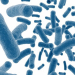 Probiotics