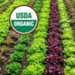 Organic Powders
