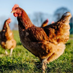 POULTRY INGREDIENT