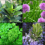 Herbal Powders
